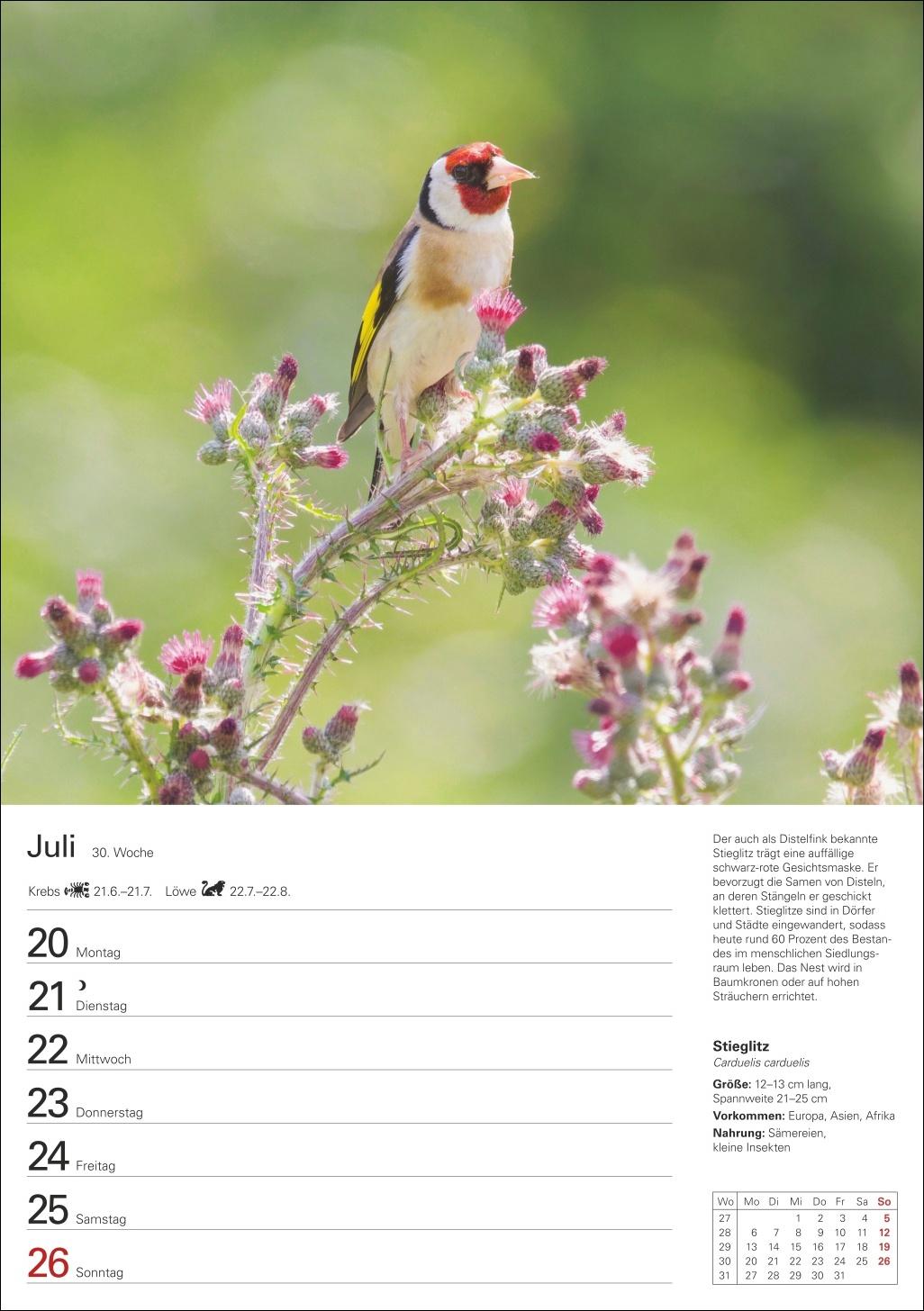 Beispielinhalt (Bild) Heimische Vögel Wochenplaner 2026 - 53 faszinierende Fotografien