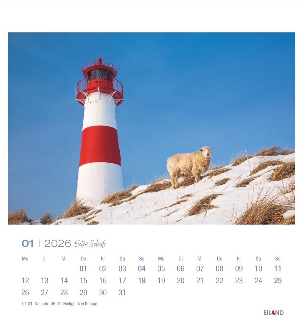Beispielinhalt (Bild) Extra Schaf Postkartenkalender 2026