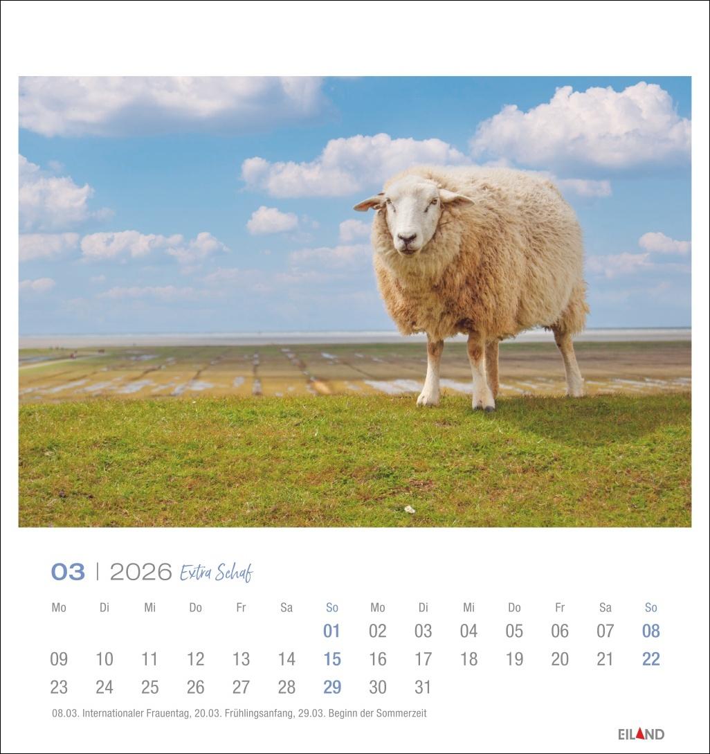 Beispielinhalt (Bild) Extra Schaf Postkartenkalender 2026