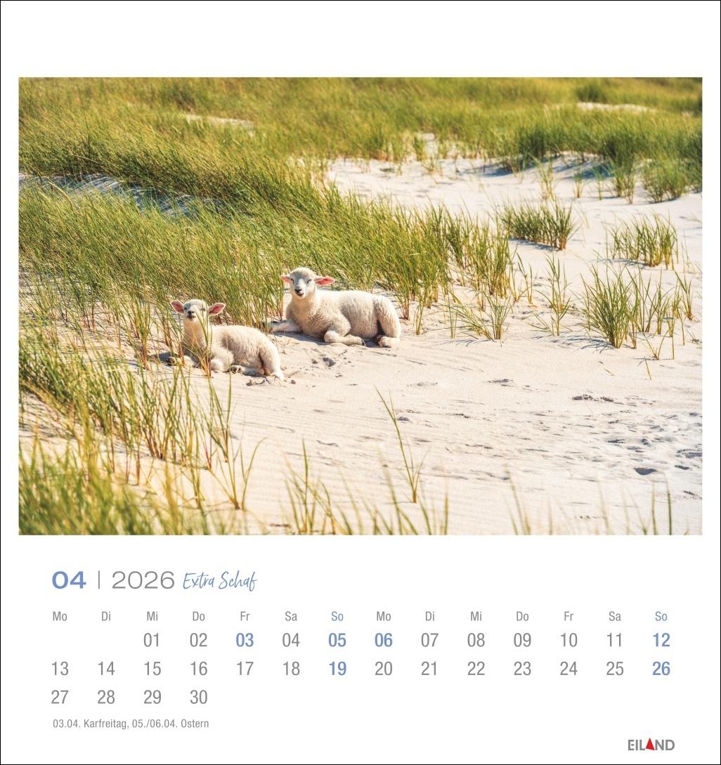 Beispielinhalt (Bild) Extra Schaf Postkartenkalender 2026