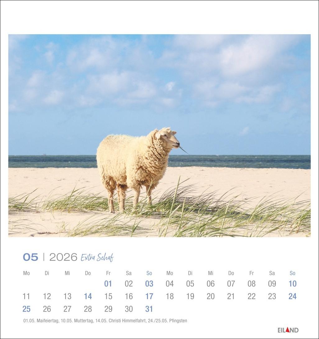 Beispielinhalt (Bild) Extra Schaf Postkartenkalender 2026