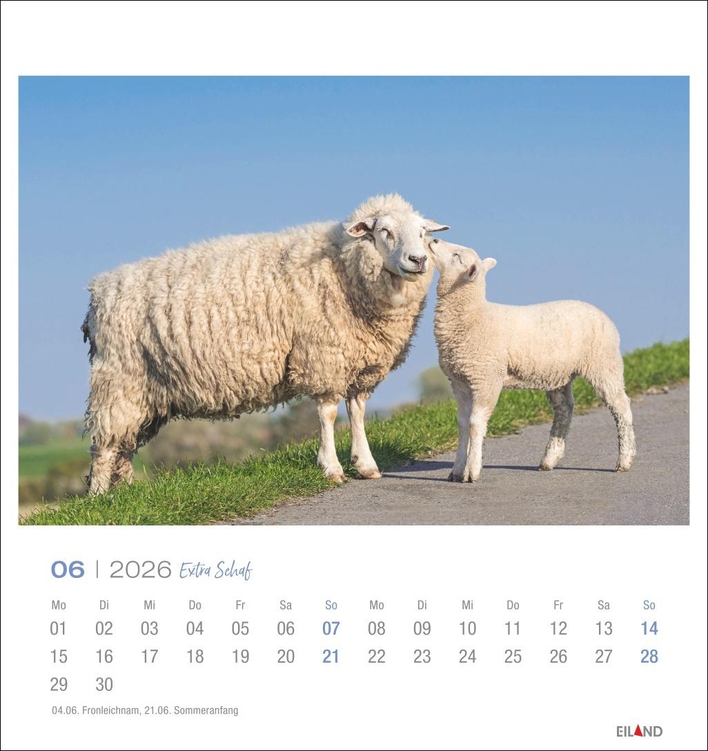 Beispielinhalt (Bild) Extra Schaf Postkartenkalender 2026