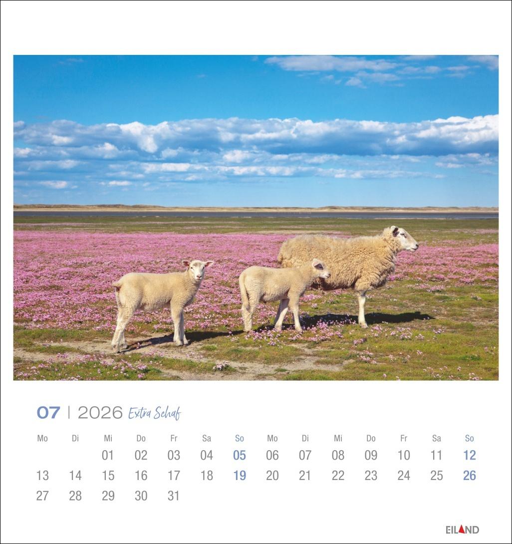 Beispielinhalt (Bild) Extra Schaf Postkartenkalender 2026