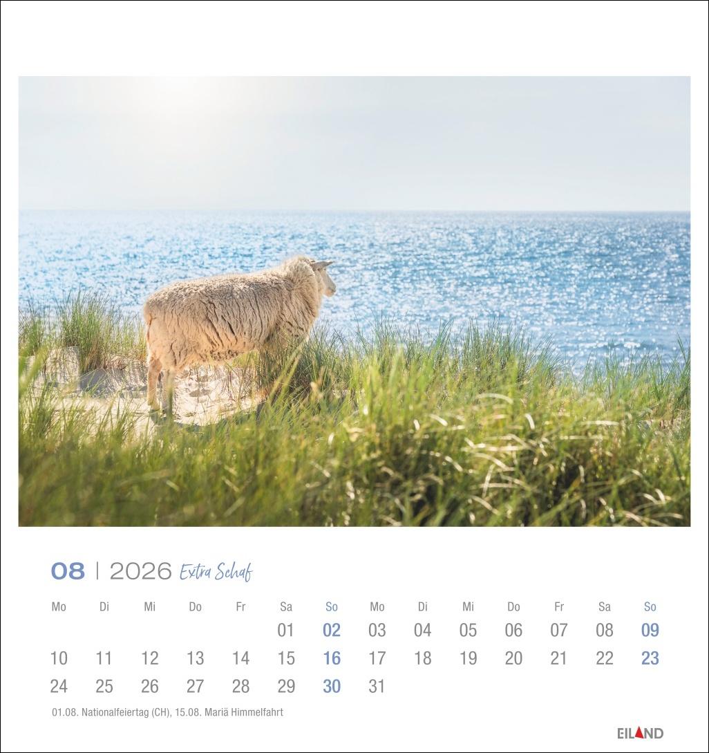 Beispielinhalt (Bild) Extra Schaf Postkartenkalender 2026