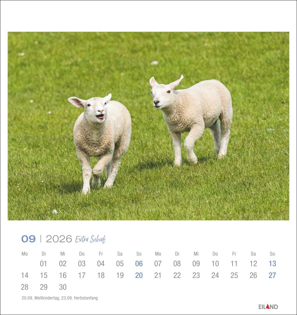 Beispielinhalt (Bild) Extra Schaf Postkartenkalender 2026