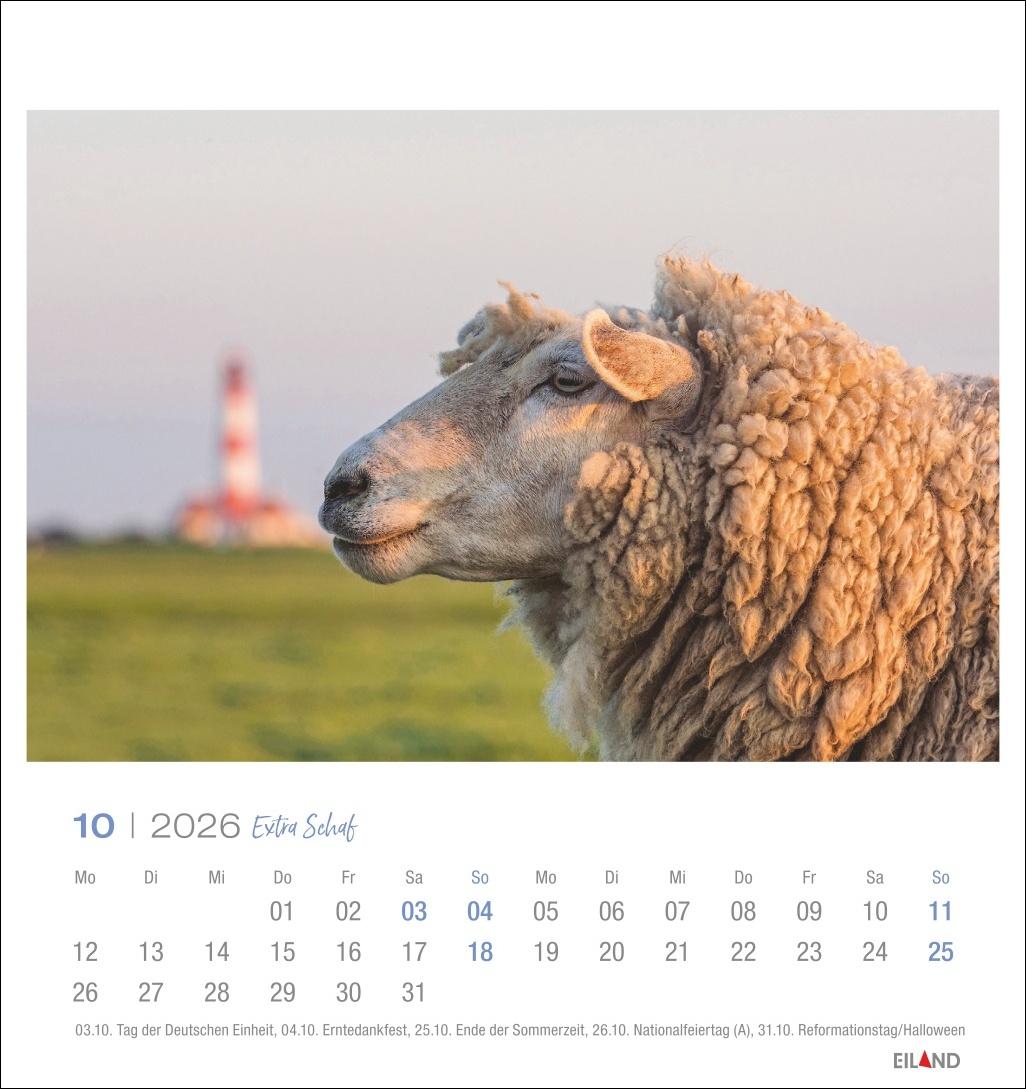 Beispielinhalt (Bild) Extra Schaf Postkartenkalender 2026