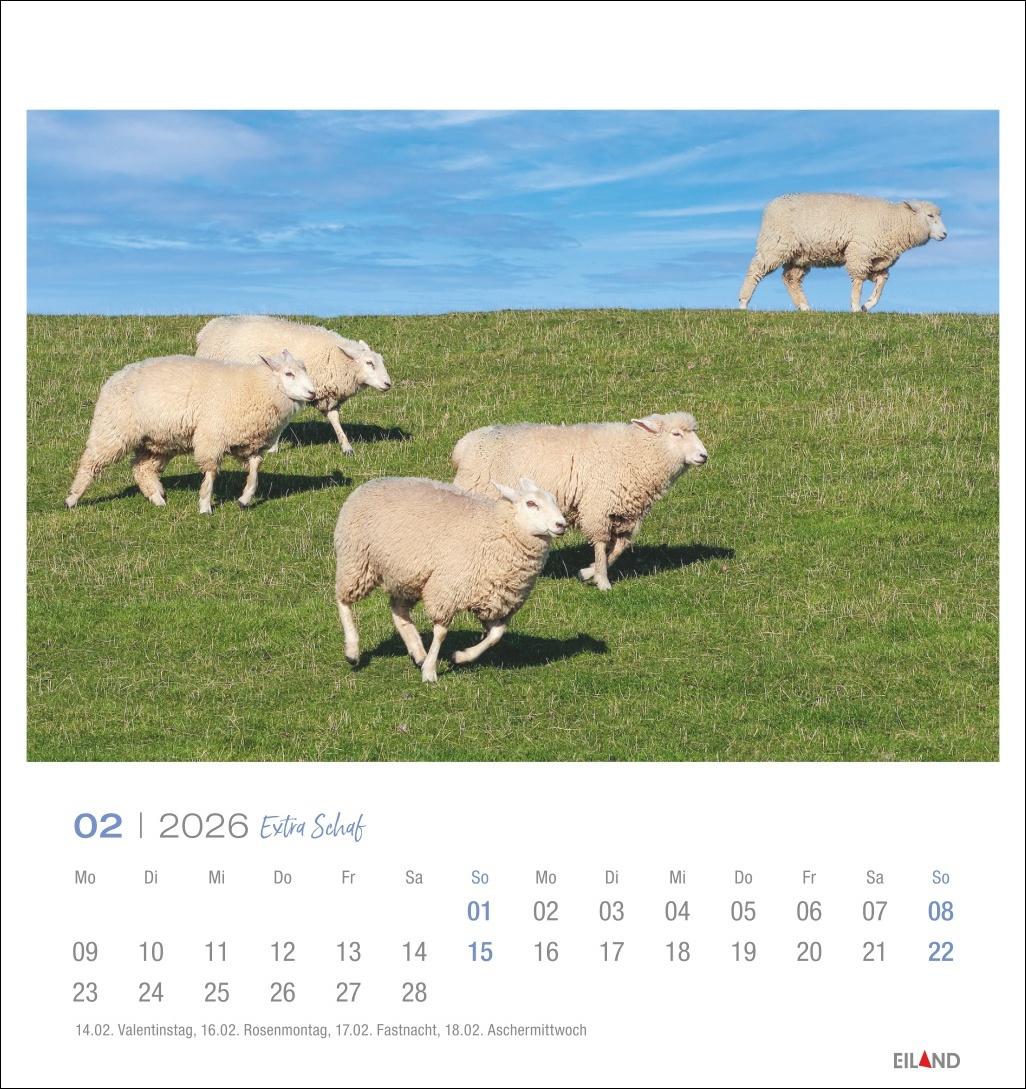 Beispielinhalt (Bild) Extra Schaf Postkartenkalender 2026