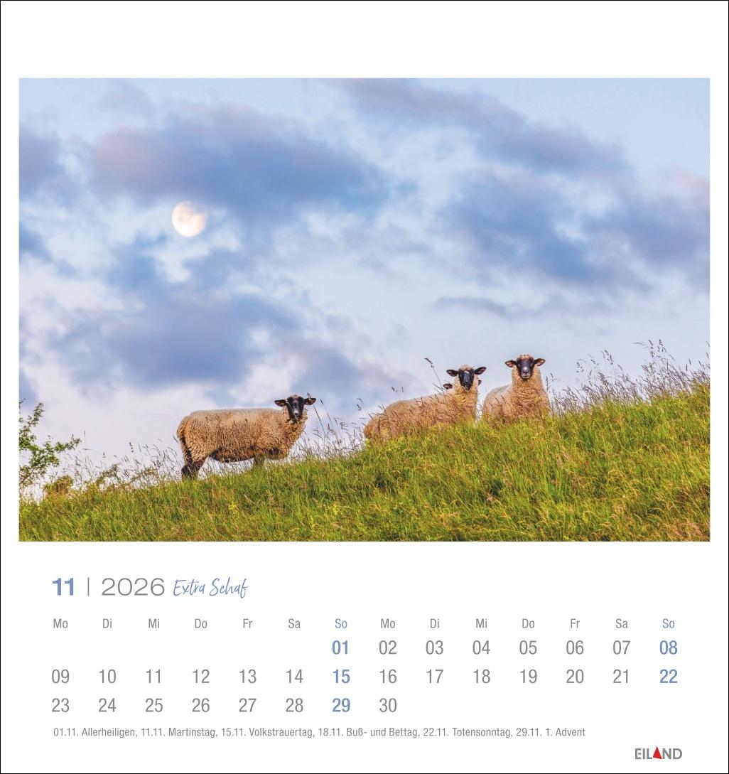 Beispielinhalt (Bild) Extra Schaf Postkartenkalender 2026