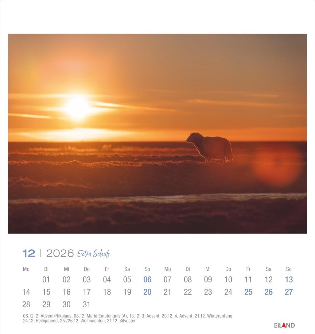 Beispielinhalt (Bild) Extra Schaf Postkartenkalender 2026