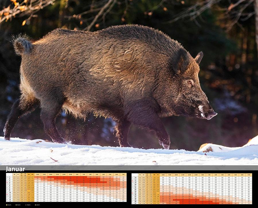 Beispielinhalt (Bild) Sauen Kalender 2026 Jagd-Kalender im XXL-Format