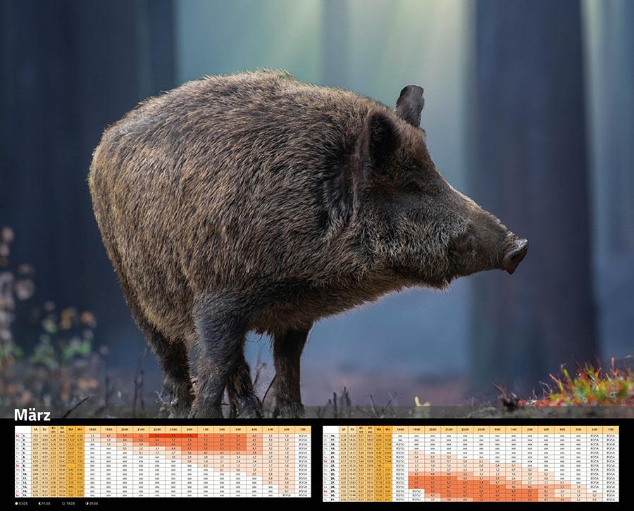 Beispielinhalt (Bild) Sauen Kalender 2026 Jagd-Kalender im XXL-Format