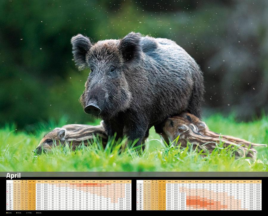 Beispielinhalt (Bild) Sauen Kalender 2026 Jagd-Kalender im XXL-Format