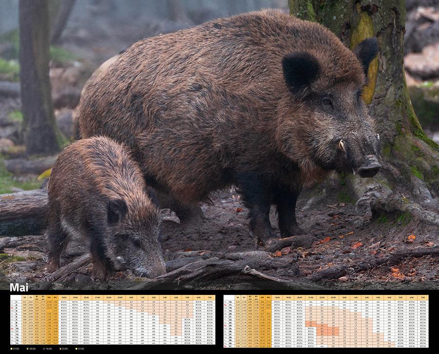 Beispielinhalt (Bild) Sauen Kalender 2026 Jagd-Kalender im XXL-Format