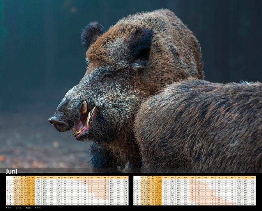 Beispielinhalt (Bild) Sauen Kalender 2026 Jagd-Kalender im XXL-Format