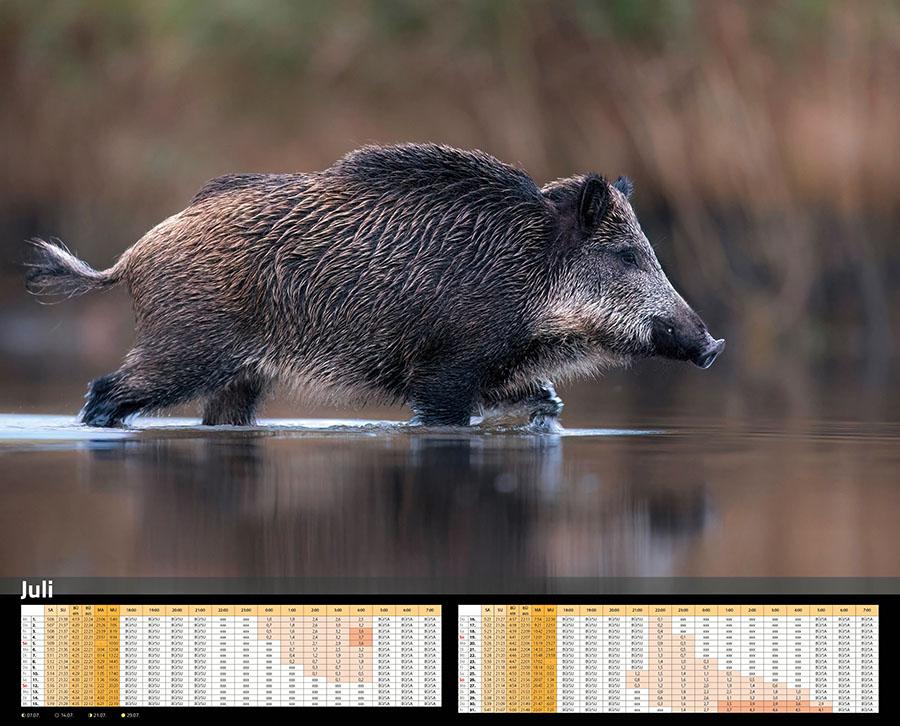 Beispielinhalt (Bild) Sauen Kalender 2026 Jagd-Kalender im XXL-Format