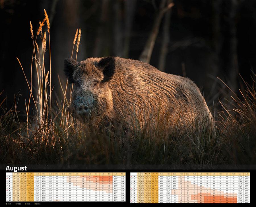 Beispielinhalt (Bild) Sauen Kalender 2026 Jagd-Kalender im XXL-Format