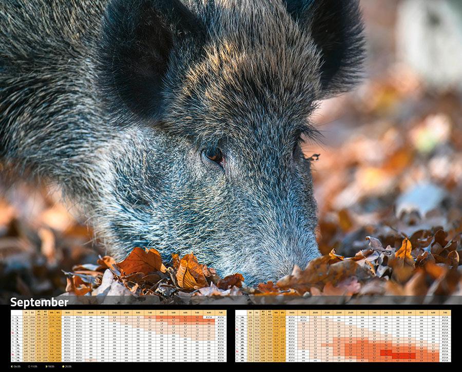Beispielinhalt (Bild) Sauen Kalender 2026 Jagd-Kalender im XXL-Format