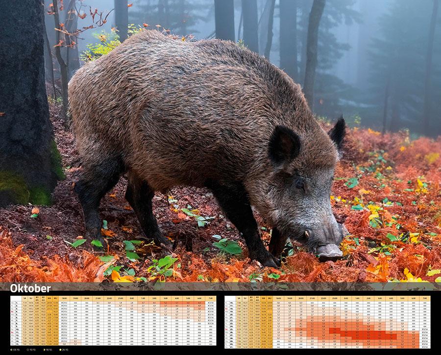 Beispielinhalt (Bild) Sauen Kalender 2026 Jagd-Kalender im XXL-Format