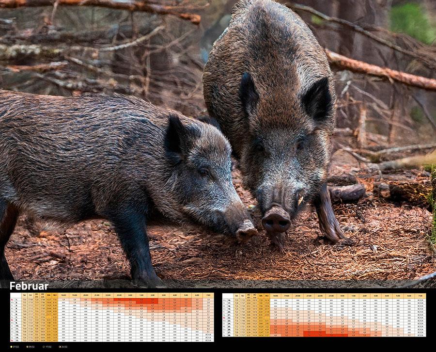 Beispielinhalt (Bild) Sauen Kalender 2026 Jagd-Kalender im XXL-Format