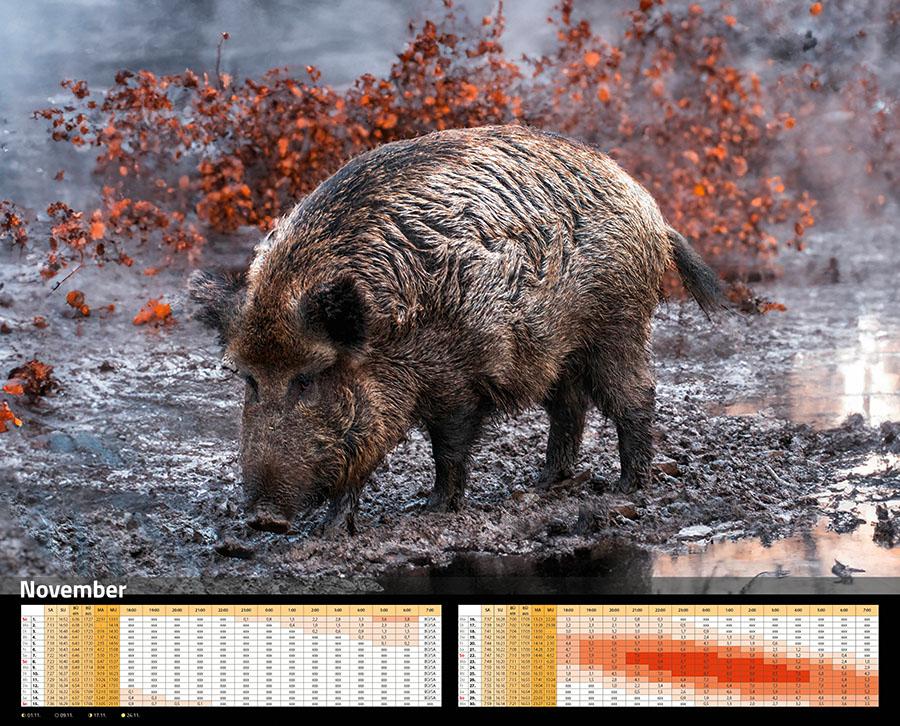 Beispielinhalt (Bild) Sauen Kalender 2026 Jagd-Kalender im XXL-Format