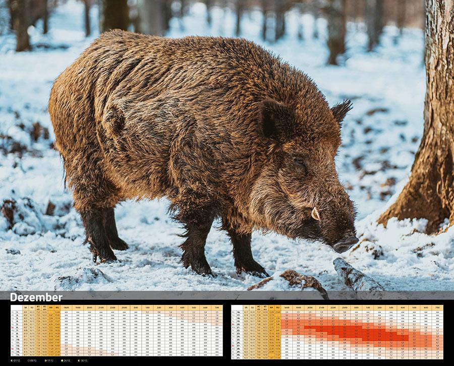 Beispielinhalt (Bild) Sauen Kalender 2026 Jagd-Kalender im XXL-Format