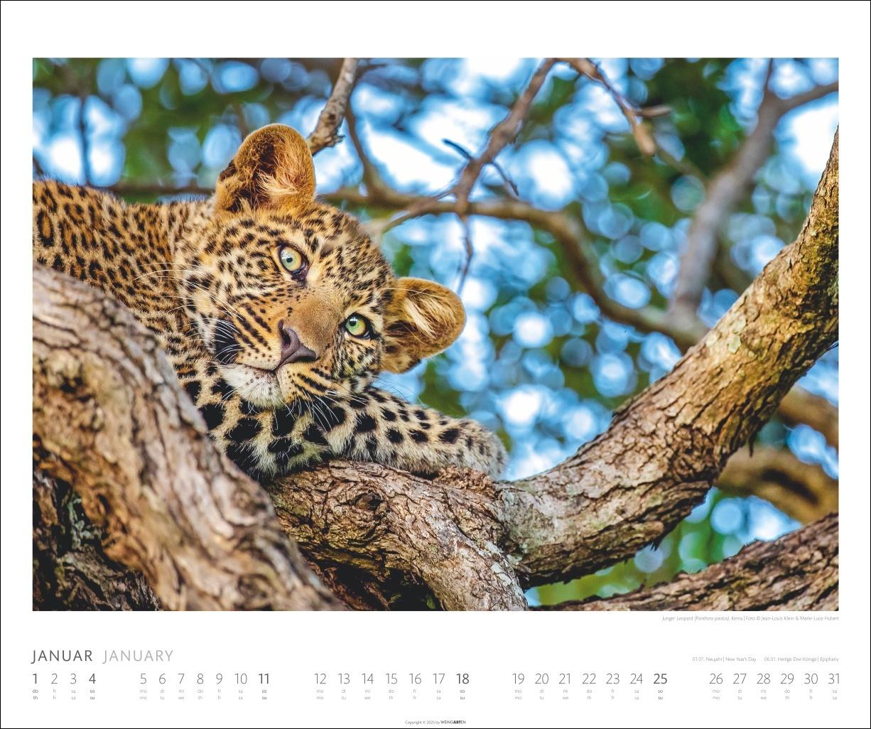 Beispielinhalt (Bild) African Wildlife Kalender 2026