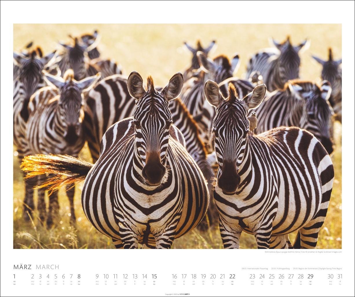Beispielinhalt (Bild) African Wildlife Kalender 2026