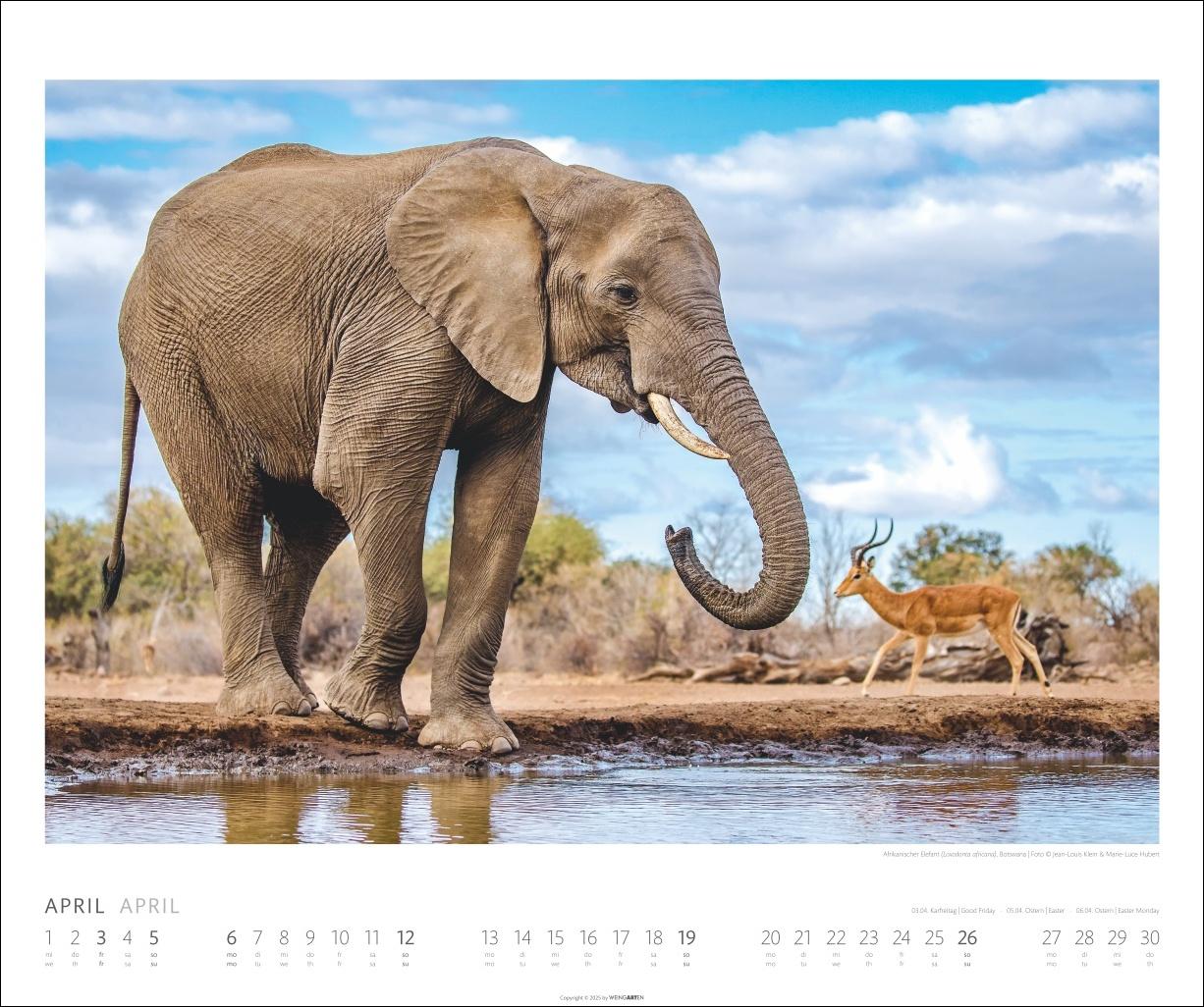 Beispielinhalt (Bild) African Wildlife Kalender 2026