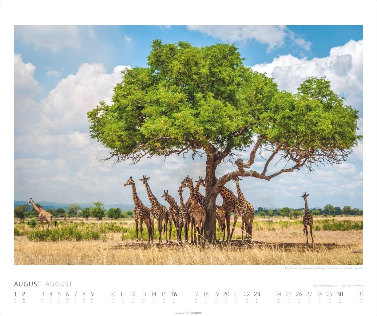 Beispielinhalt (Bild) African Wildlife Kalender 2026