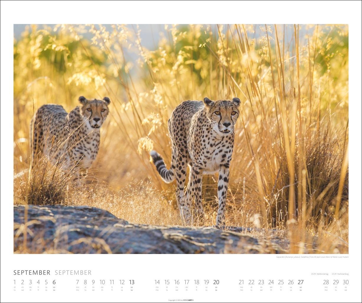 Beispielinhalt (Bild) African Wildlife Kalender 2026