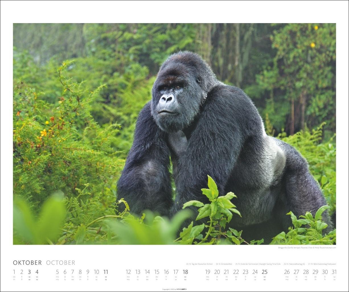Beispielinhalt (Bild) African Wildlife Kalender 2026