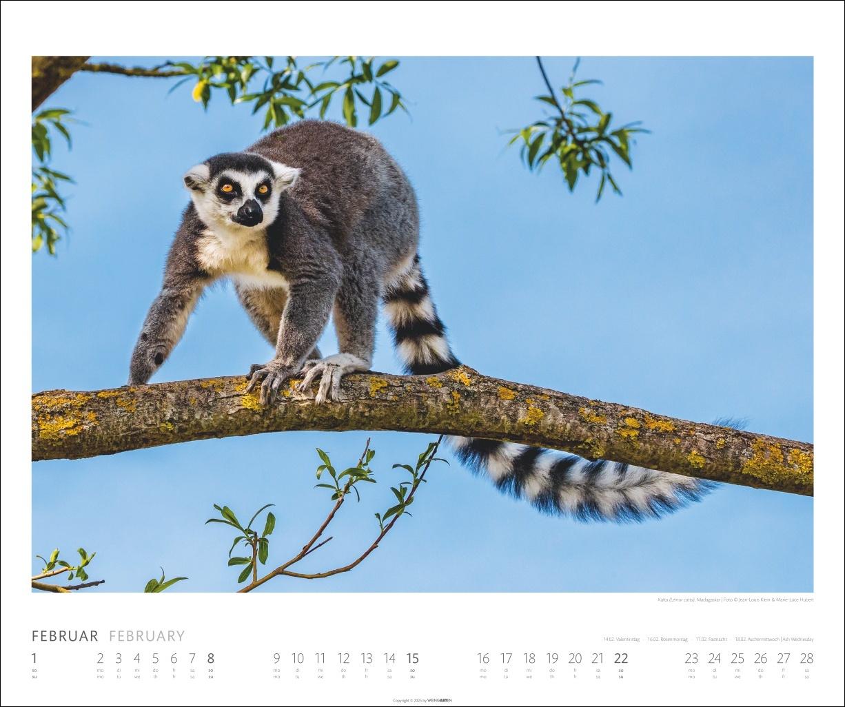 Beispielinhalt (Bild) African Wildlife Kalender 2026