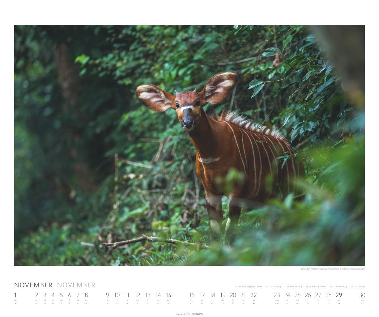 Beispielinhalt (Bild) African Wildlife Kalender 2026