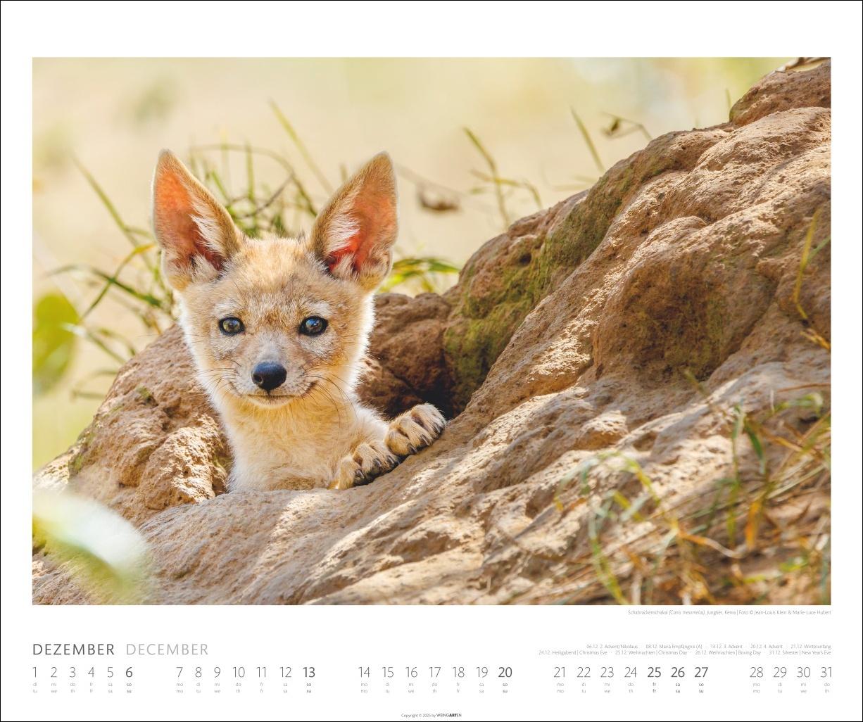 Beispielinhalt (Bild) African Wildlife Kalender 2026