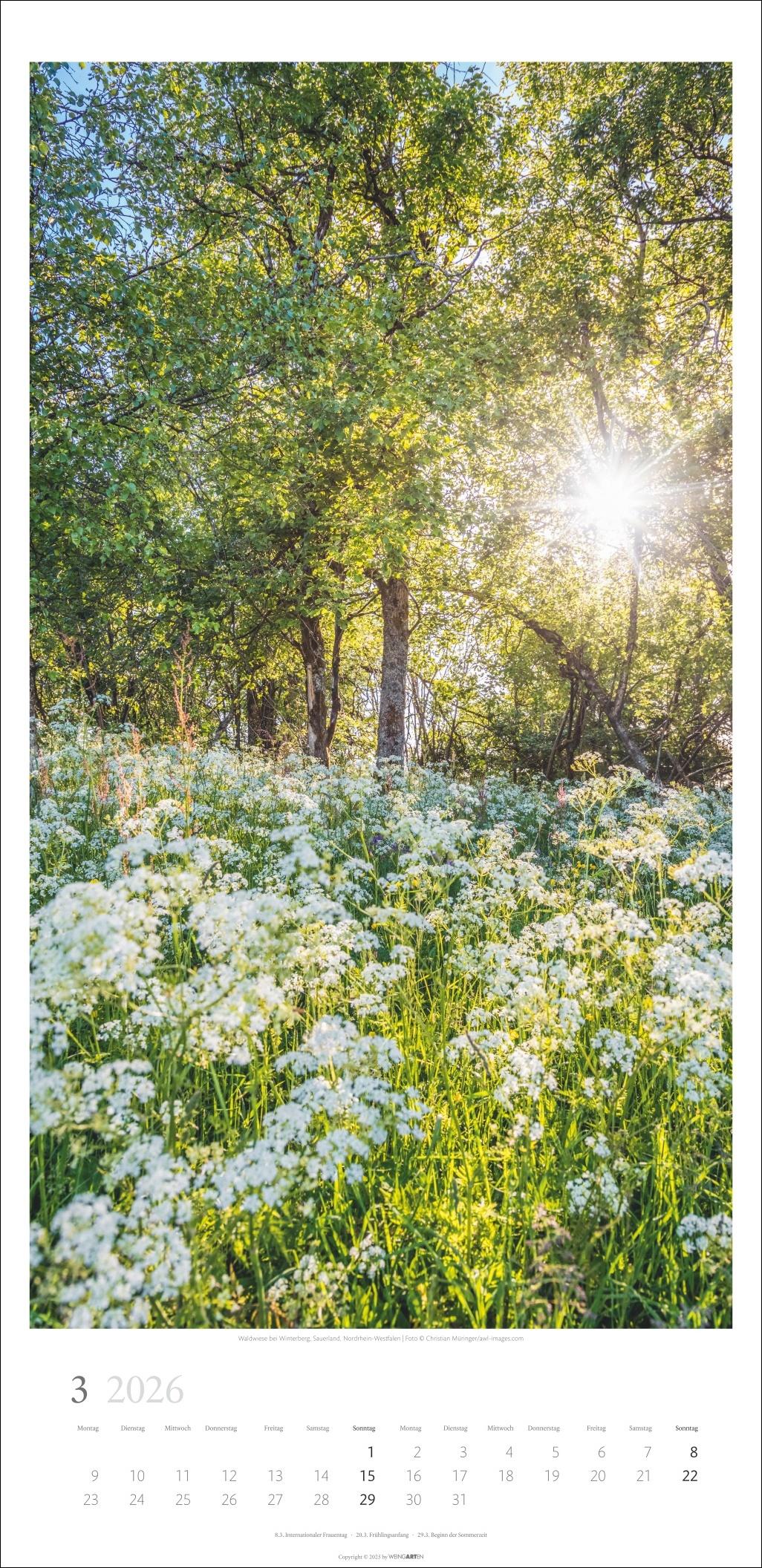 Beispielinhalt (Bild) Im Wald Kalender 2026