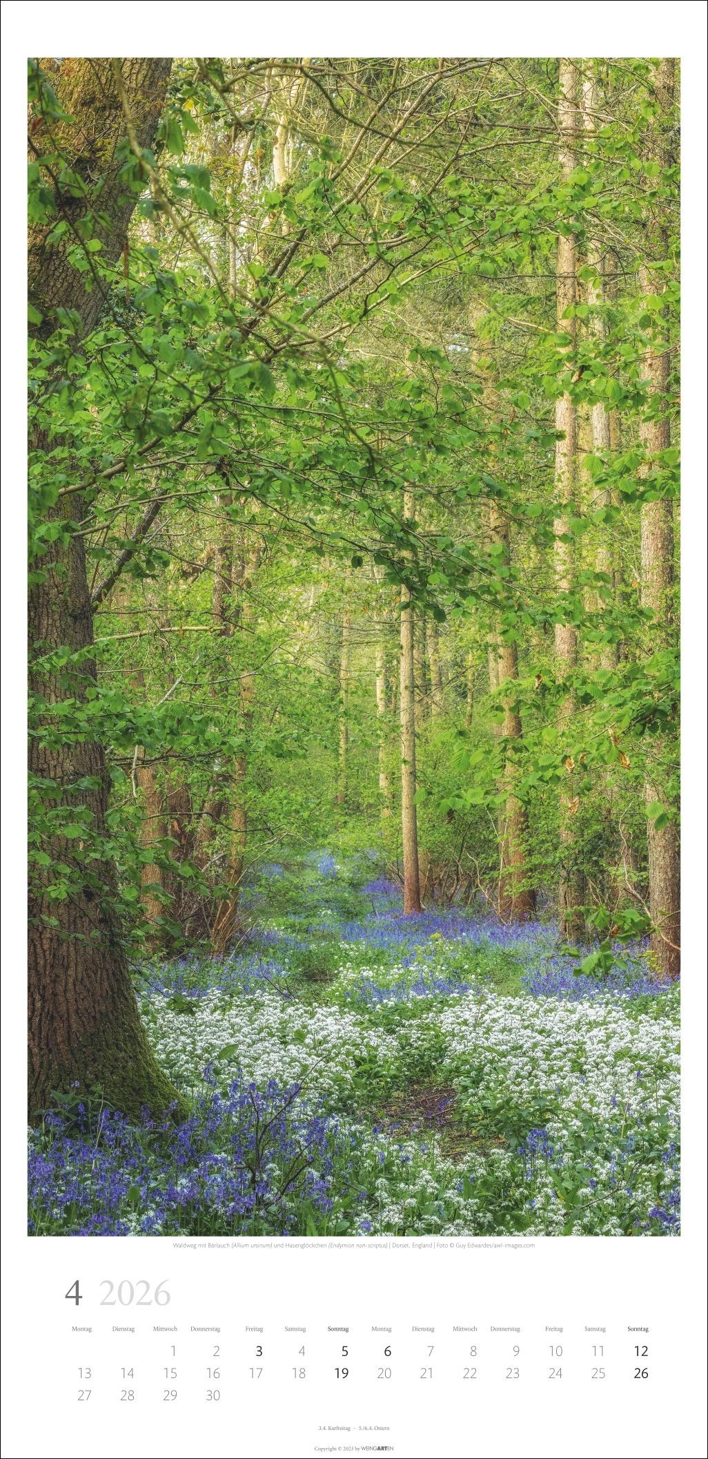 Beispielinhalt (Bild) Im Wald Kalender 2026