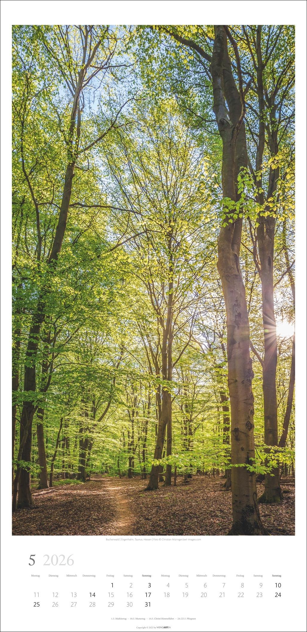 Beispielinhalt (Bild) Im Wald Kalender 2026