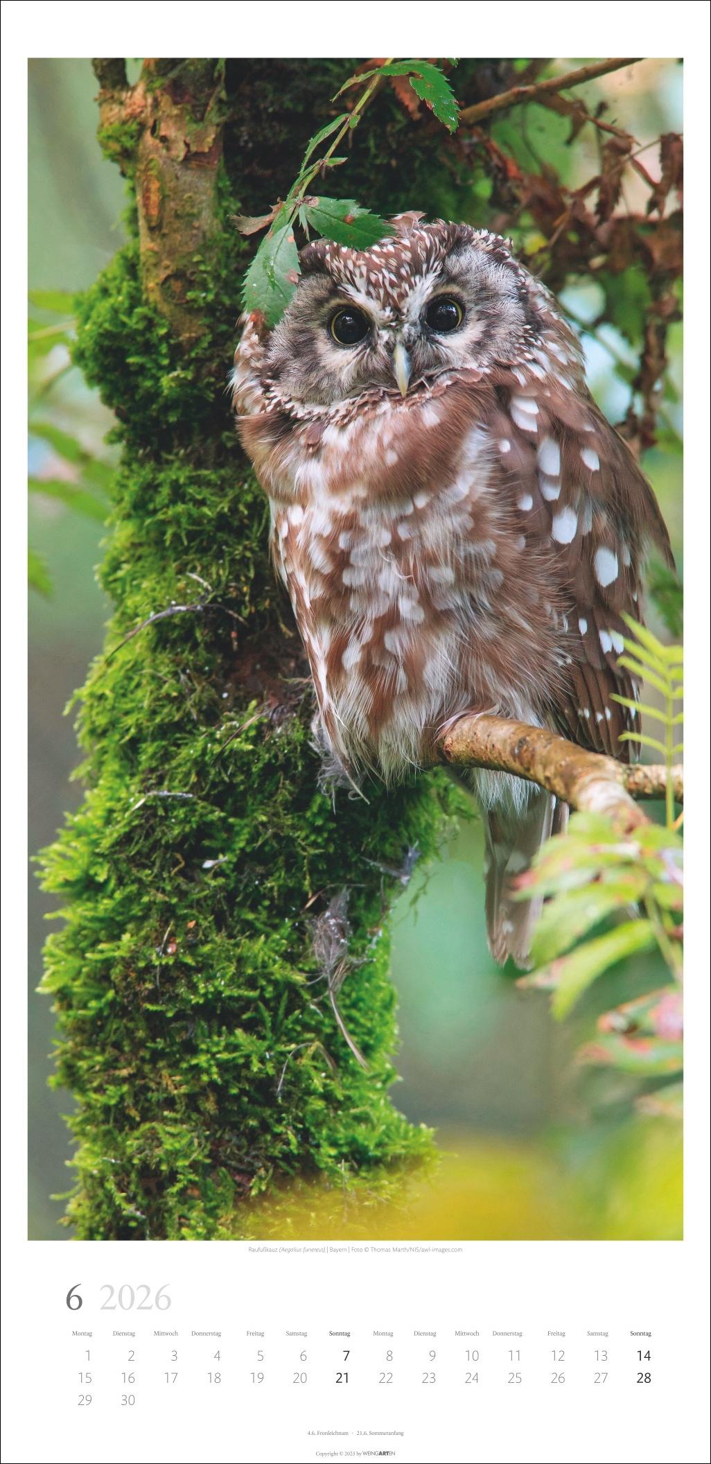 Beispielinhalt (Bild) Im Wald Kalender 2026
