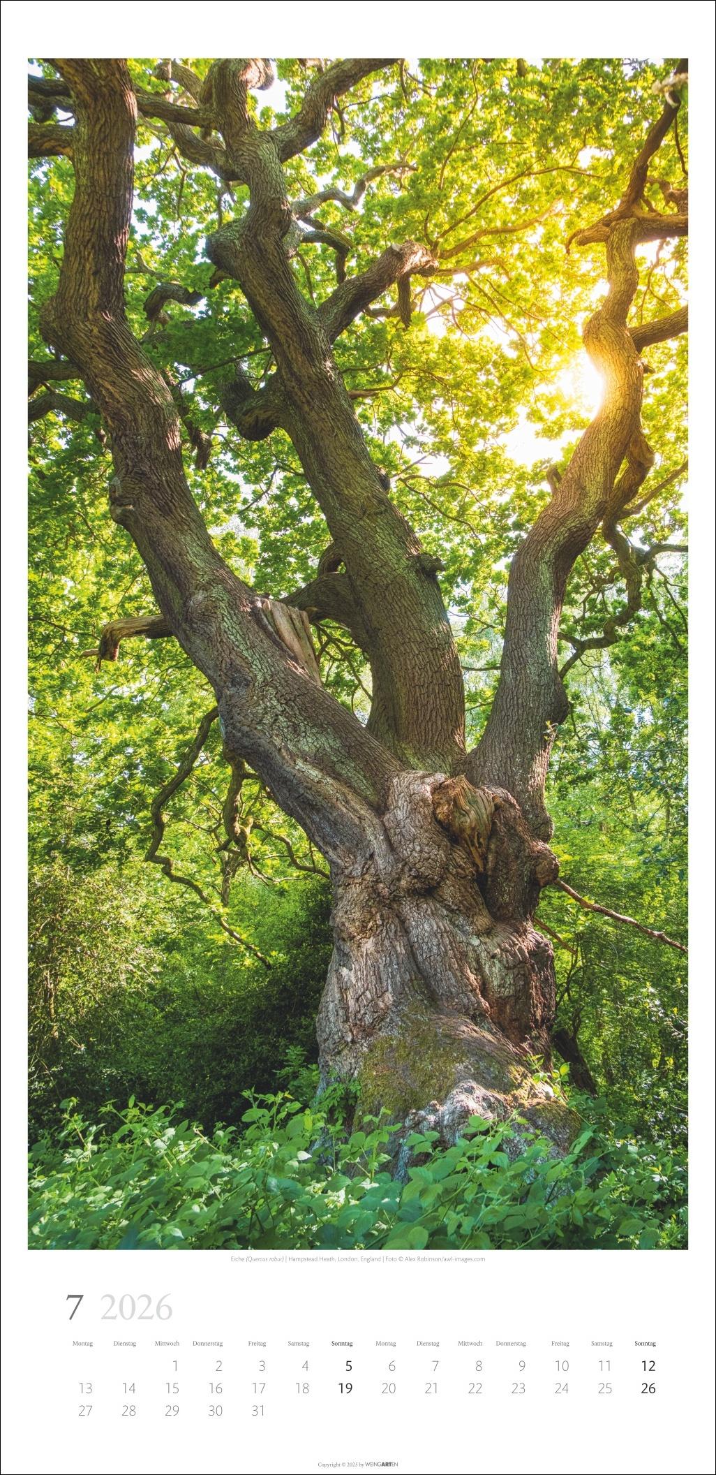 Beispielinhalt (Bild) Im Wald Kalender 2026