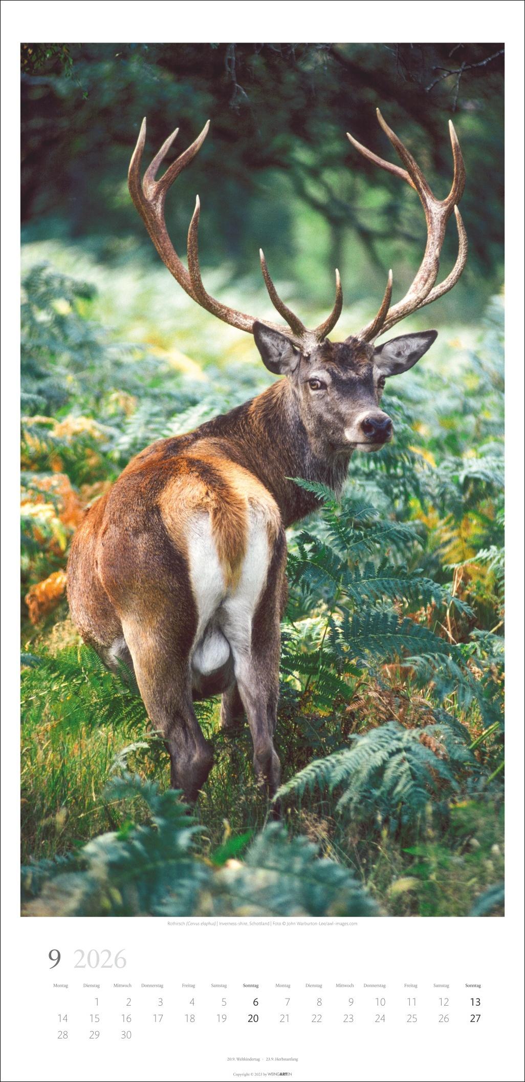 Beispielinhalt (Bild) Im Wald Kalender 2026