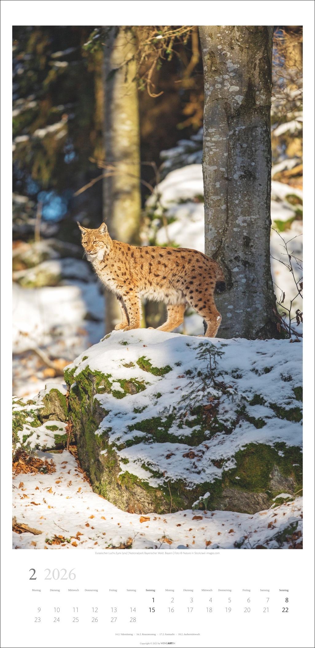 Beispielinhalt (Bild) Im Wald Kalender 2026