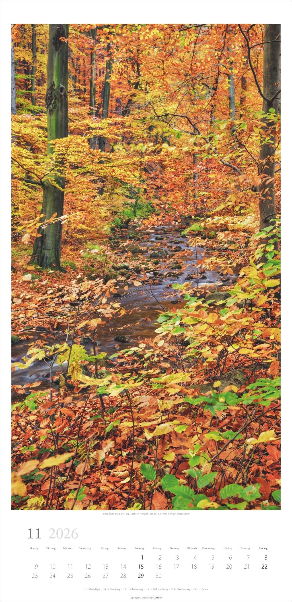 Beispielinhalt (Bild) Im Wald Kalender 2026