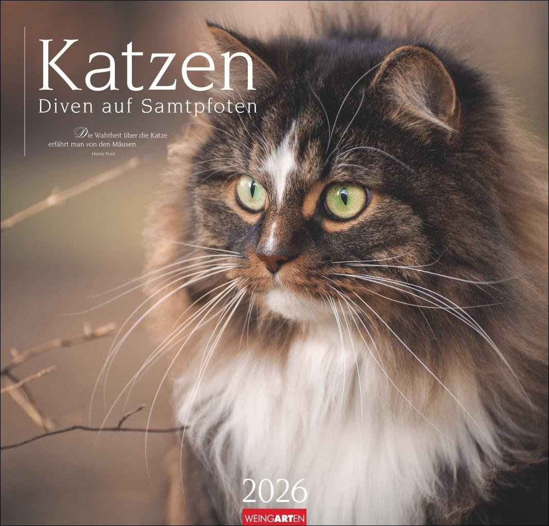 Vorderes Coverbild Katzen - Diven auf Samtpfoten Kalender 2026