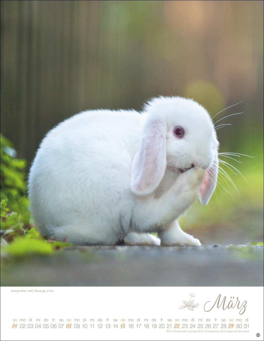 Beispielinhalt (Bild) Kaninchenkinder Posterkalender 2026