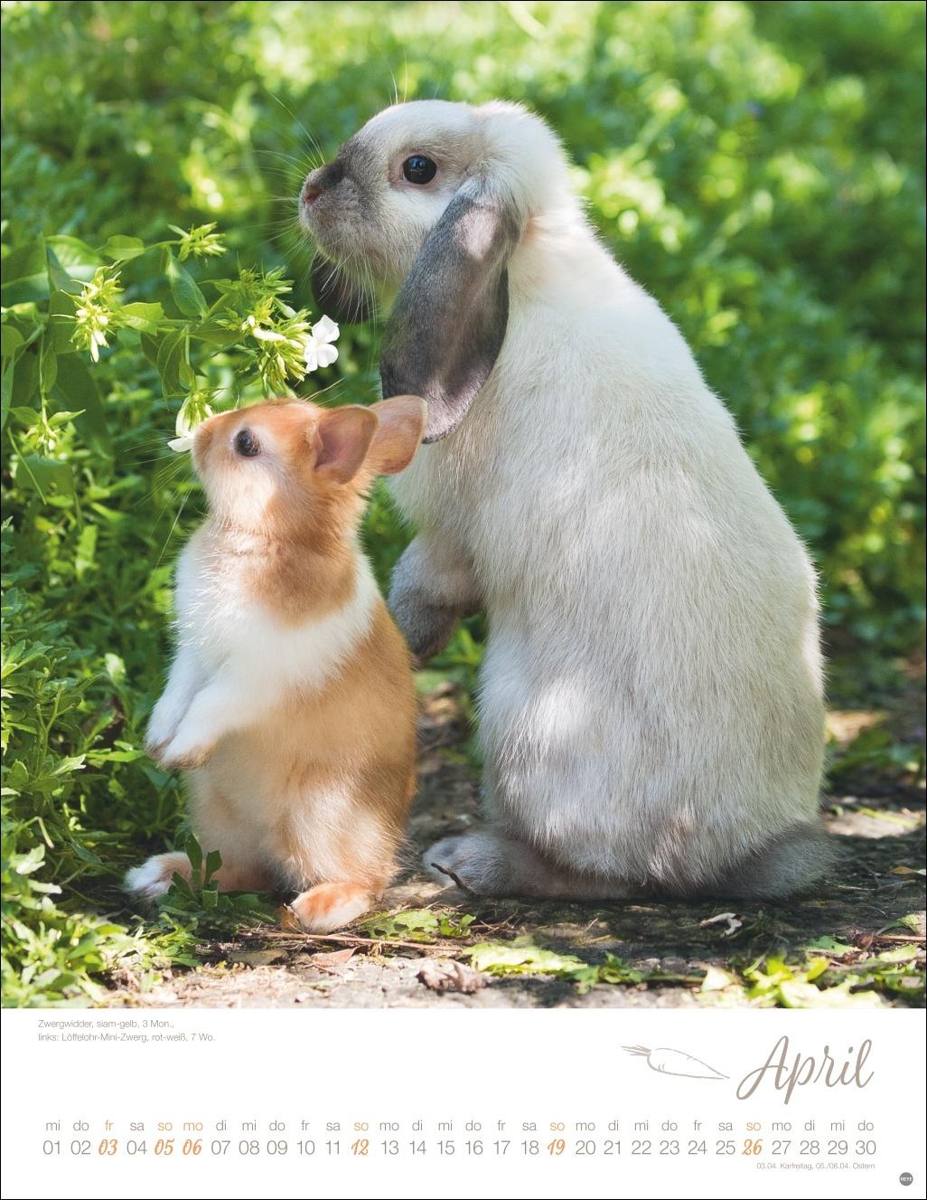 Beispielinhalt (Bild) Kaninchenkinder Posterkalender 2026