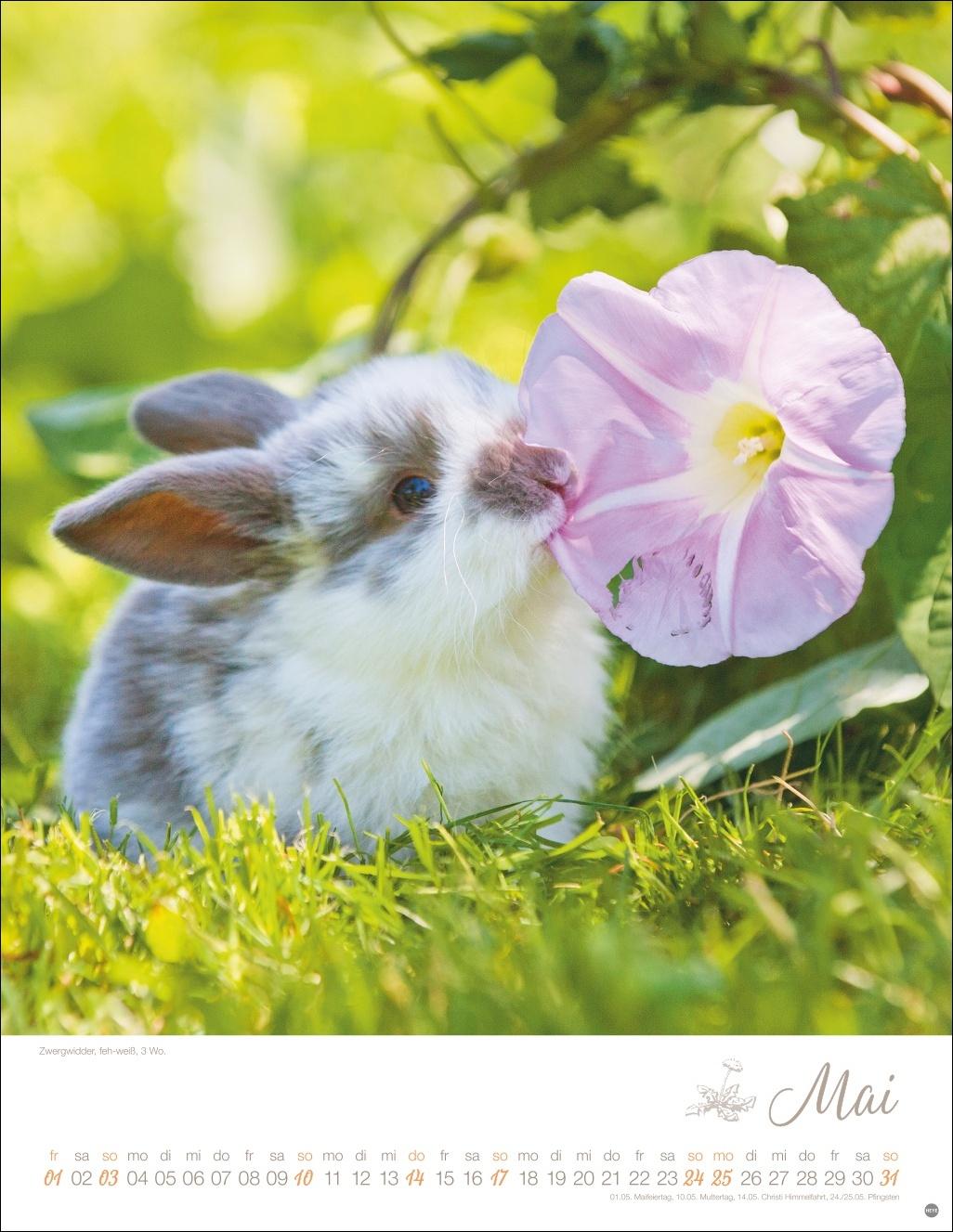 Beispielinhalt (Bild) Kaninchenkinder Posterkalender 2026