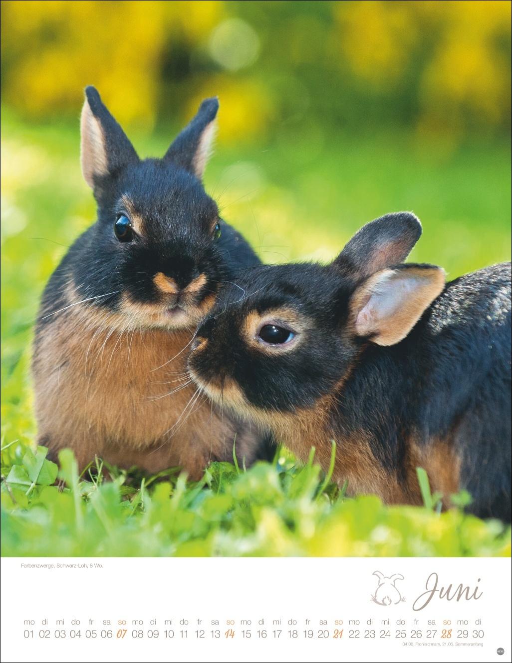 Beispielinhalt (Bild) Kaninchenkinder Posterkalender 2026