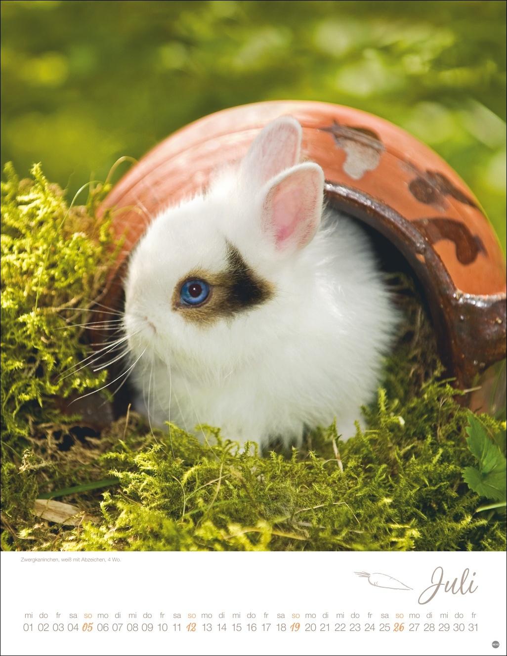 Beispielinhalt (Bild) Kaninchenkinder Posterkalender 2026
