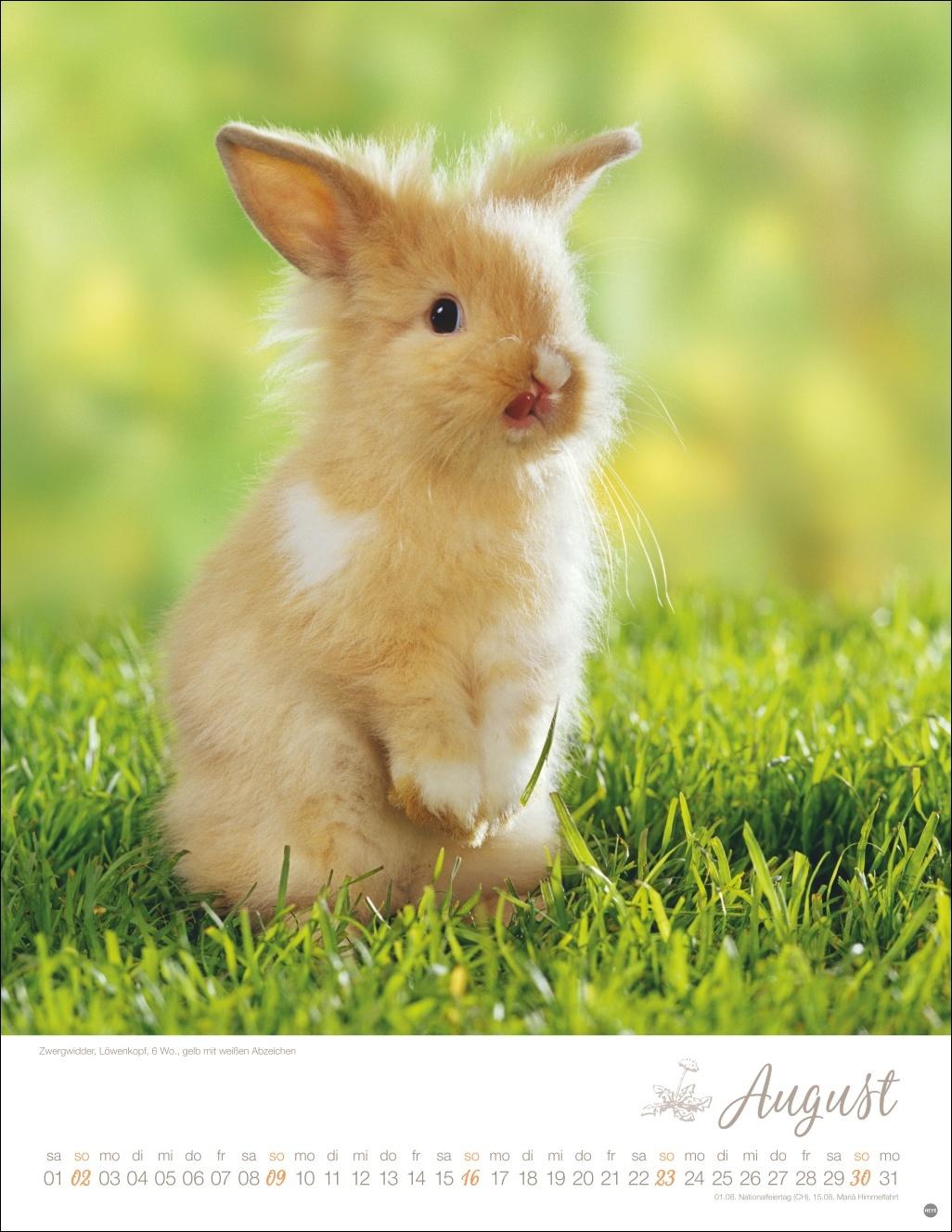 Beispielinhalt (Bild) Kaninchenkinder Posterkalender 2026