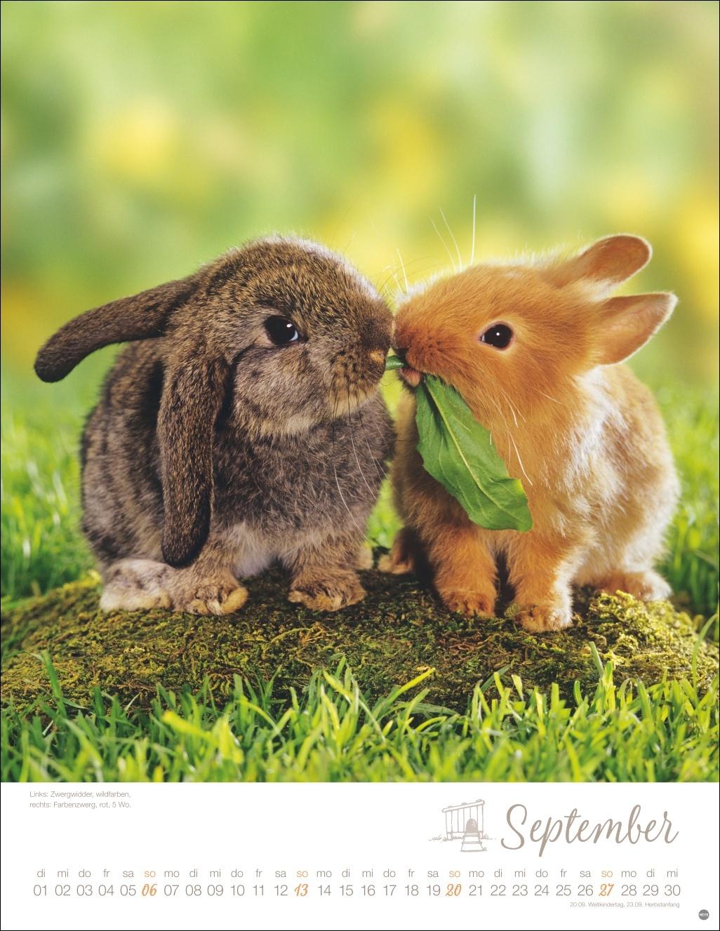 Beispielinhalt (Bild) Kaninchenkinder Posterkalender 2026